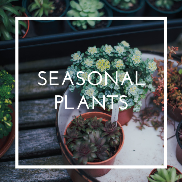 seasonal plants