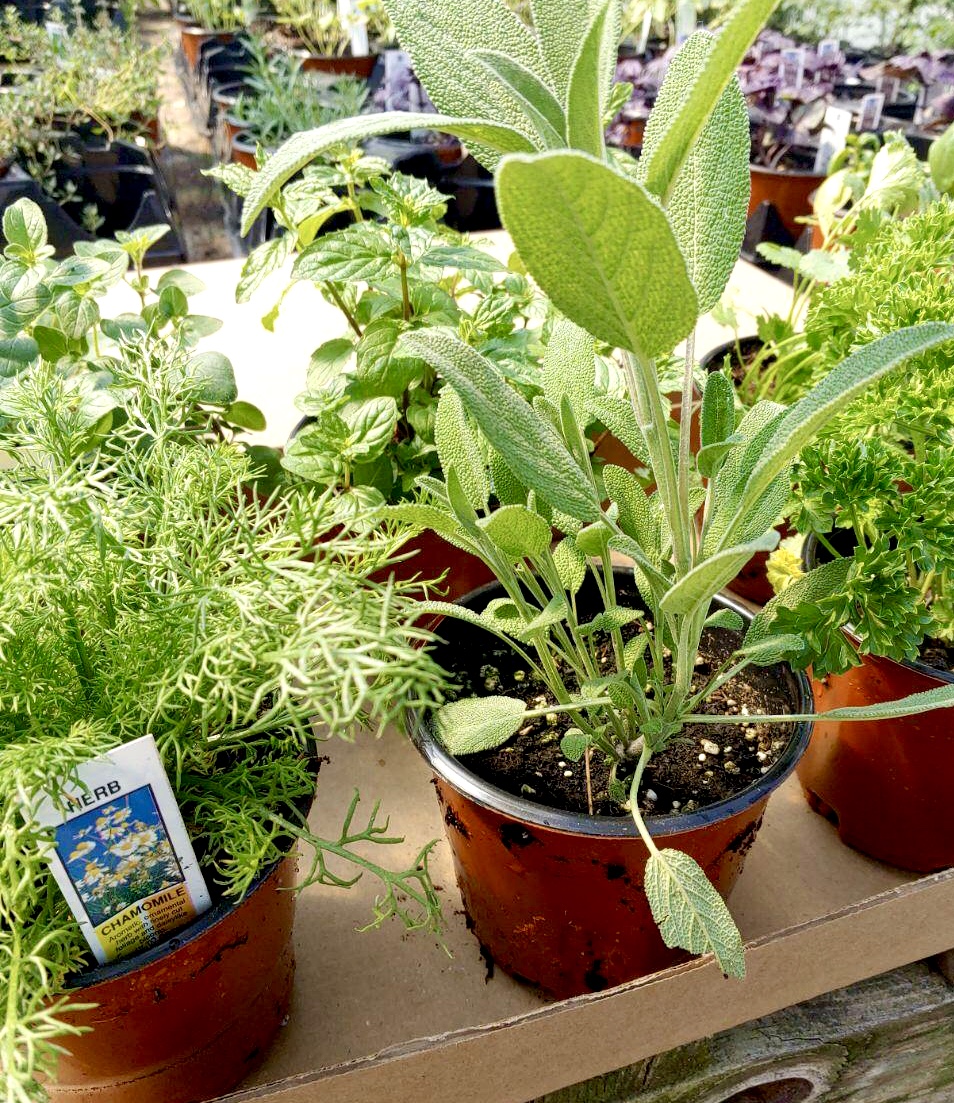 Order Your Potted Herbs Farmers & Artisans